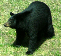 Black Bear