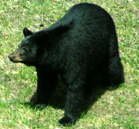 Black Bear