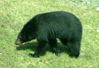 Black bear