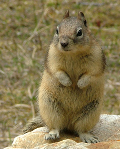 Chipmonk
