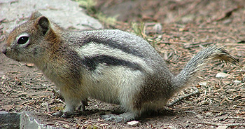 Chipmonk