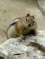 Chipmunk