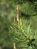 Pine tree