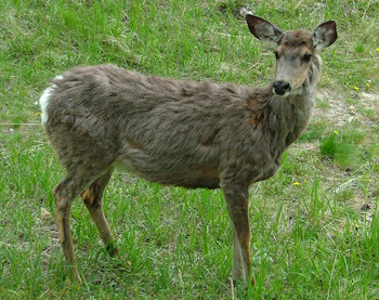 Mule deer