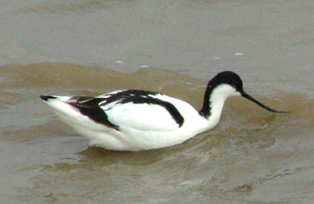 Avocet