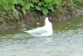 Black Headed Gull