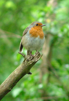 Robin