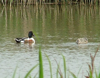 Pair of Shoveler ducks