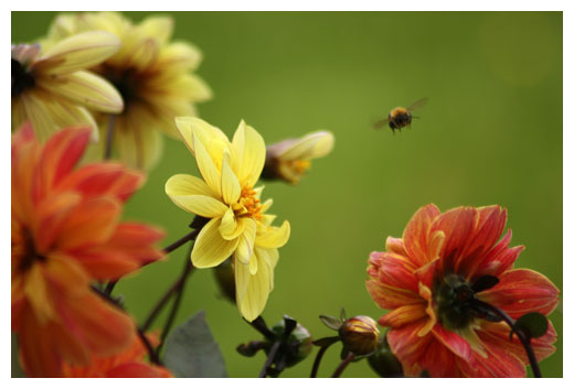 Bee in flight