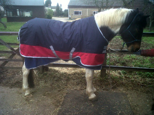 Crystal in her new rug