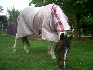 Snug as a bug in a new fly rug!