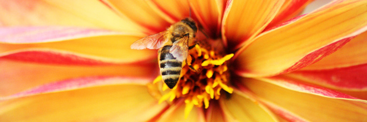 Bee on a flower at home