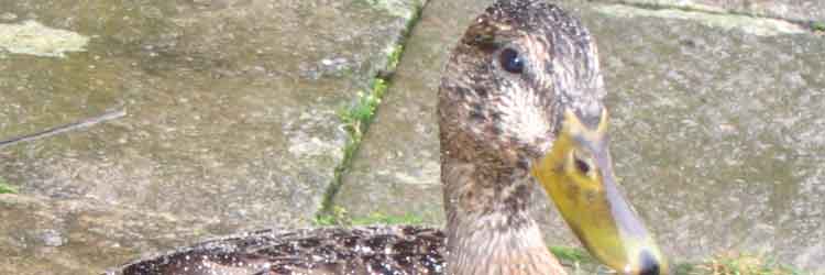 A duck at Chatsworth Hous