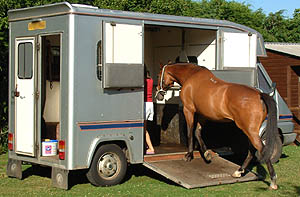 Nadia leading Jemma up into the lorry