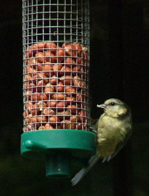 Blue tit on the feeder