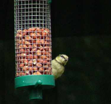 Blue tit on the feeder