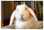 Buggs