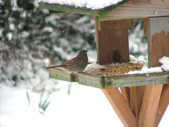 Dunnock