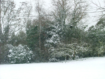 Trees in the garden