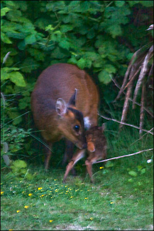 Munjac female with fawn