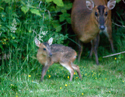 Munjac female with fawn