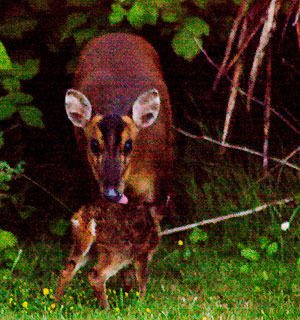 Munjac female with fawn