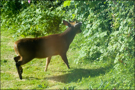 Munjac male