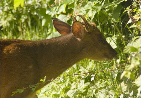 Munjac male