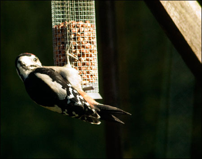 Baby and dad feeding