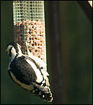 Woodpecker