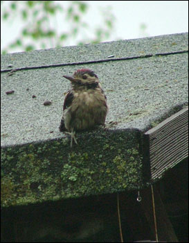 A very wet baby woodpecker