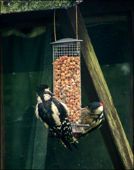 Baby and dad feeding