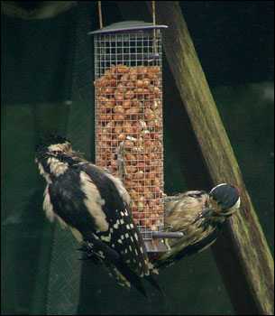 Baby and dad feeding