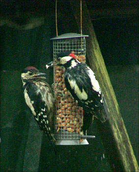 Baby and dad feeding