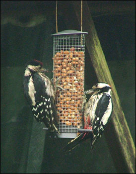 Baby and dad feeding 