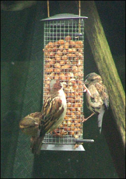 Some of our many Sparrows!