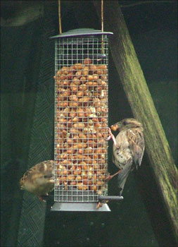 Some of our many Sparrows!