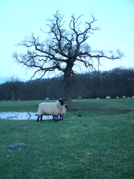 Feed me!  A hungry lamb