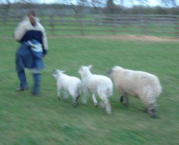 The pied piper of Eversholt