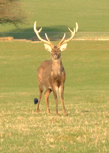 A Woburn deer