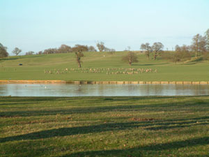 A view over the Woburn deer park