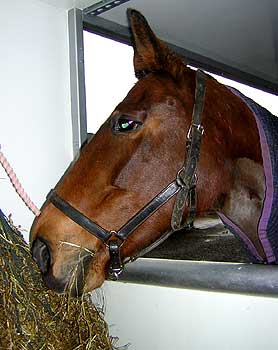 Jemma eating out of the rain