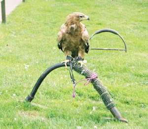 Eagle