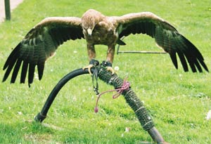The eagle showing off