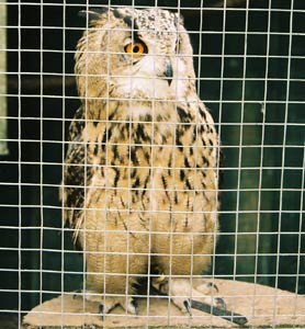 An owl