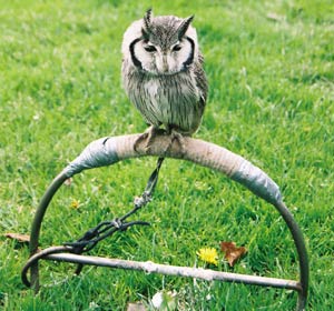 Another owl