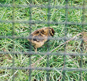 Baby red grouse