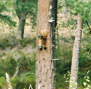 Red Squirrel