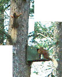 Red Squirrel