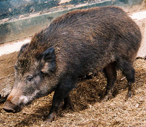 Wild Boar